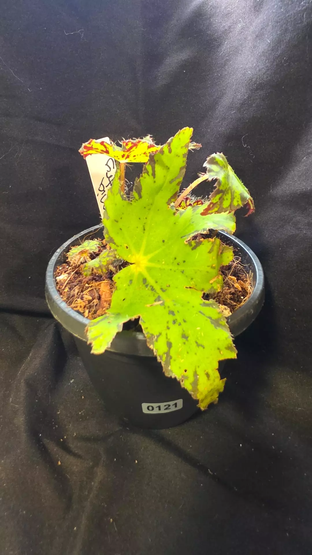 0121 begonia geometry 4" pot thumbnail