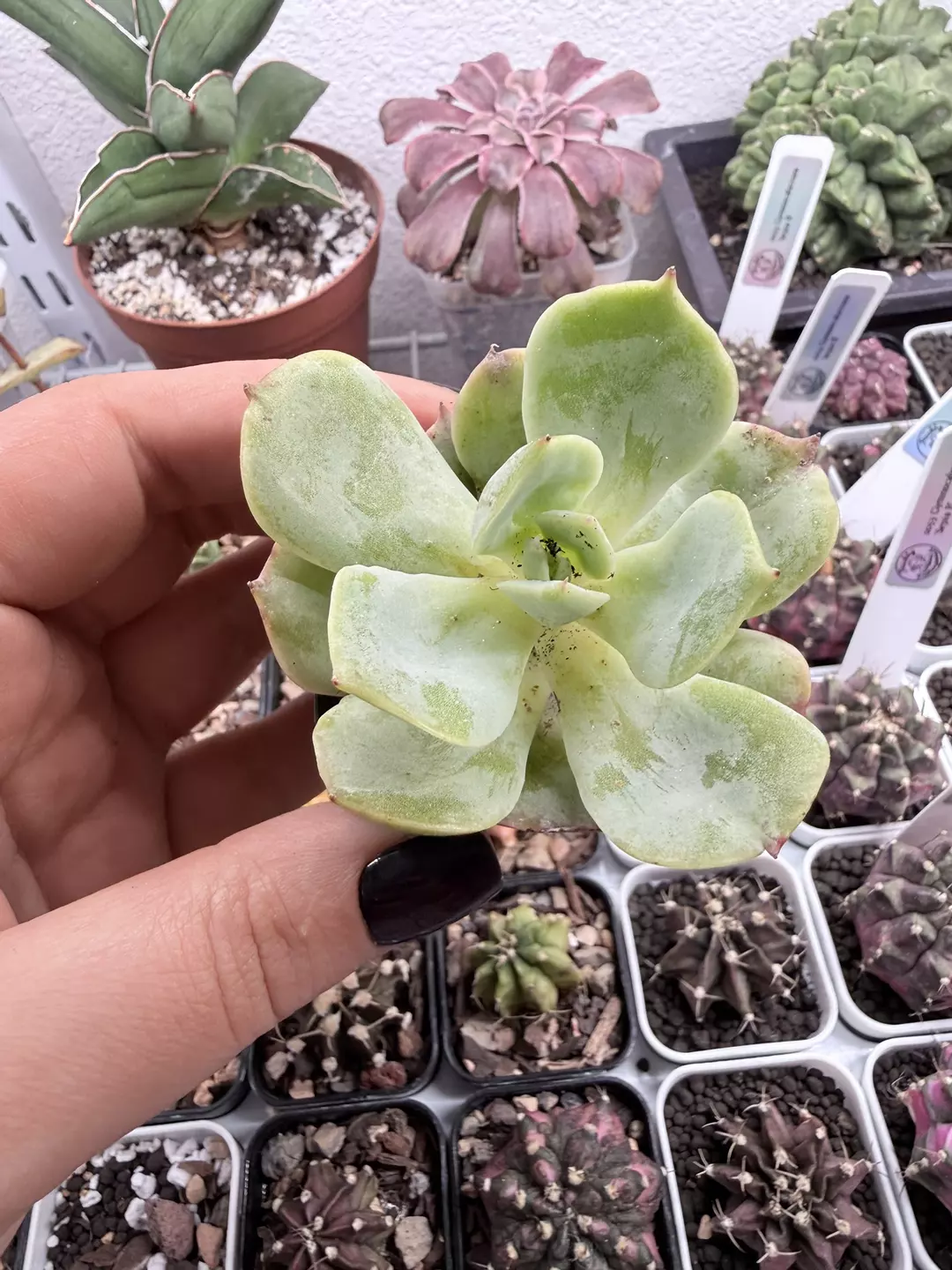 Seller’s Choice Echeveria 2 No ID thumbnail