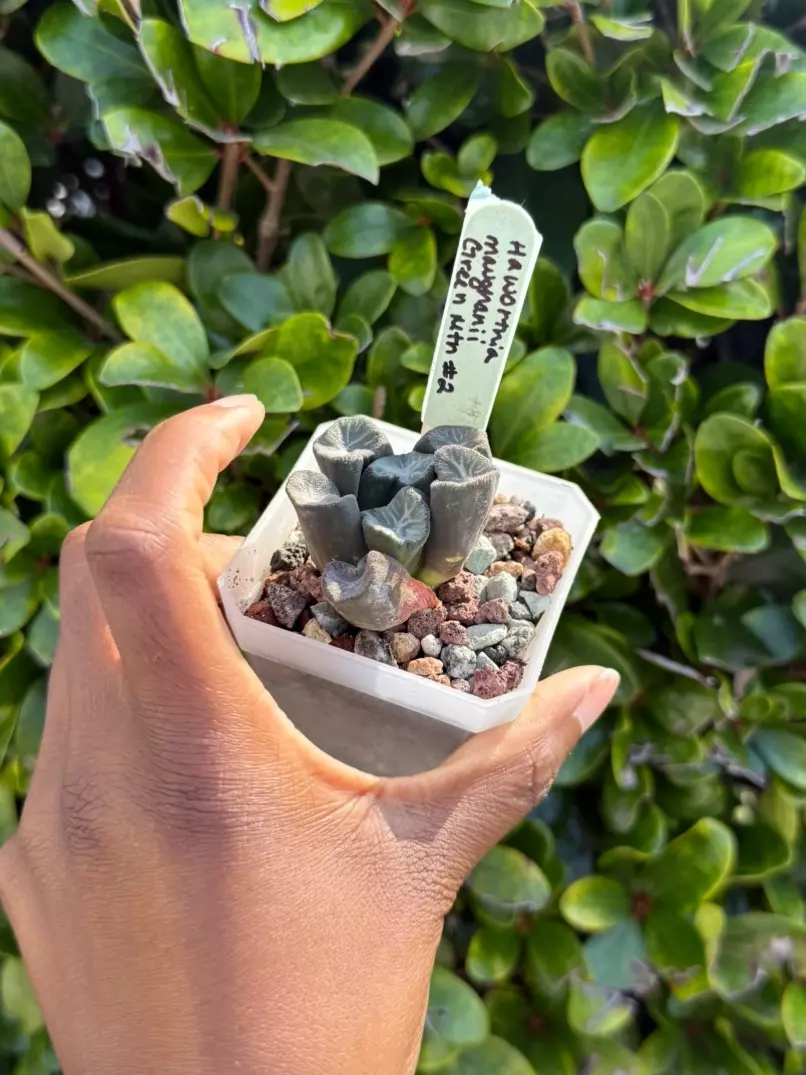 Haworthia Green Mountain thumbnail