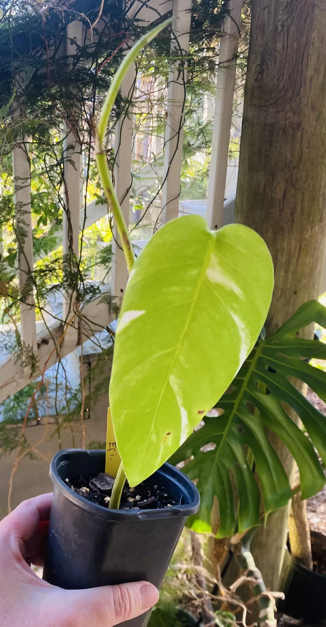 Epipremnum Yellow Flame  thumbnail