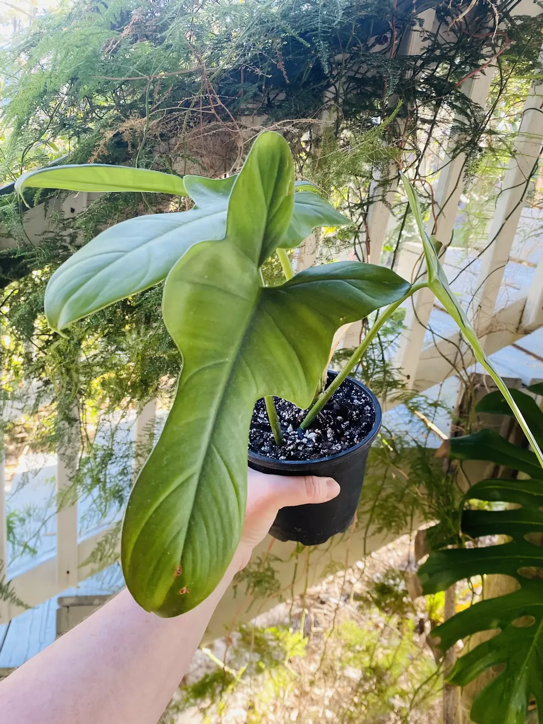 Bipennifolium Philodendron  thumbnail