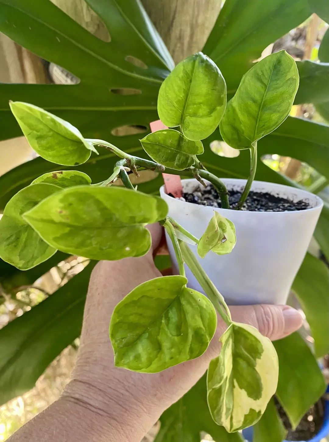 Lizard Queen Pothos  thumbnail