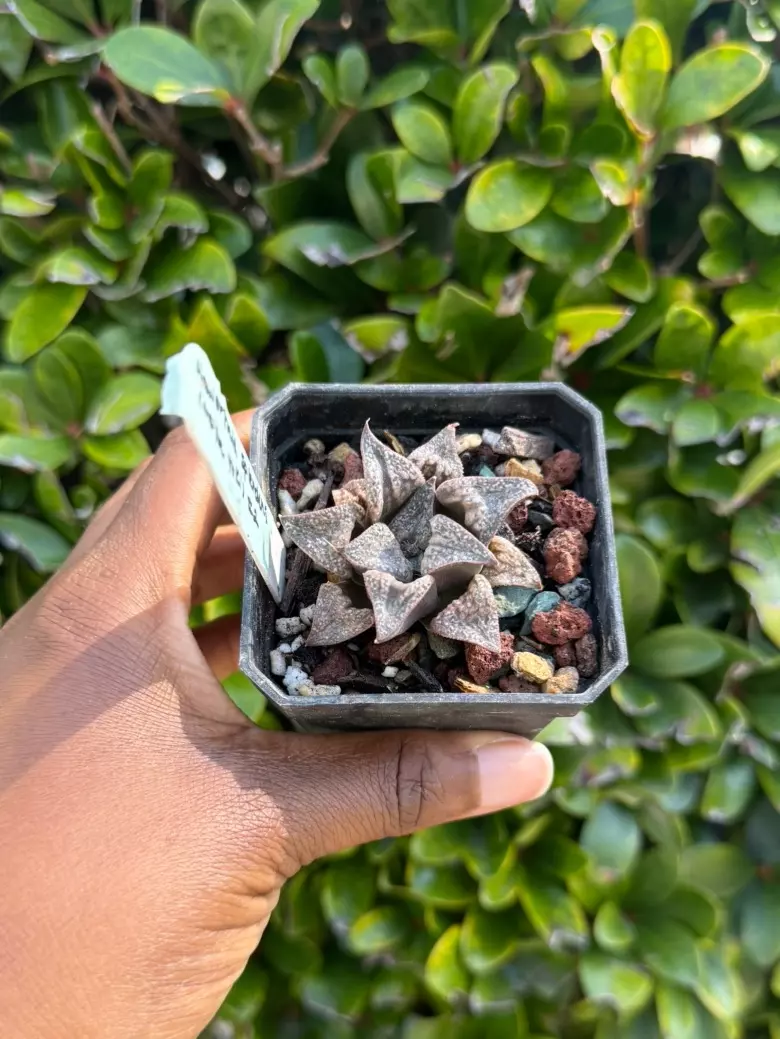 Imported Haworthia splendens Sp. thumbnail