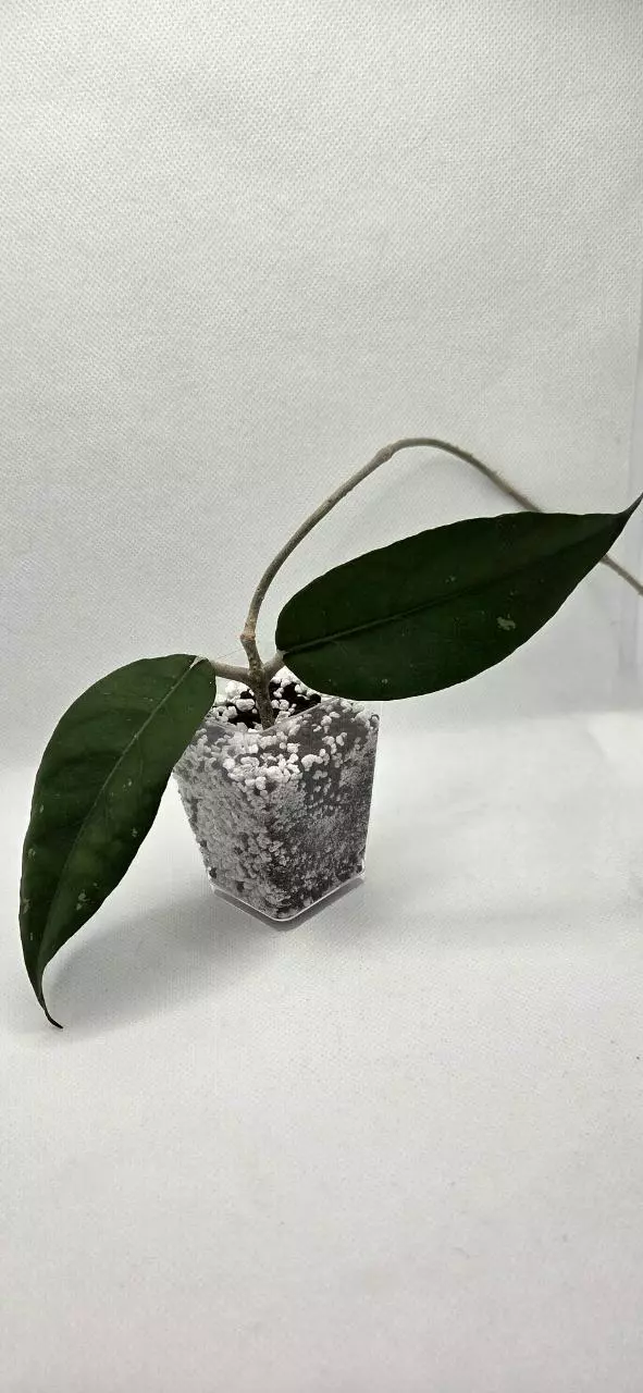 Hoya sp Bur Senubung NAD004 thumbnail
