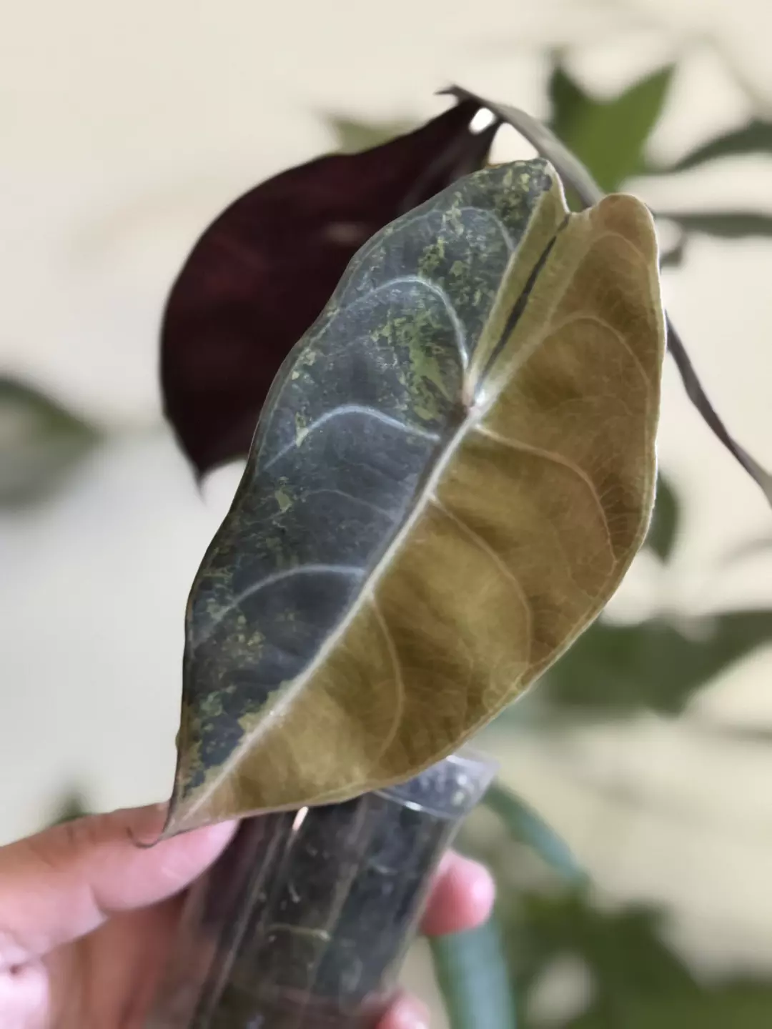 Corms - Sedenii Aurea thumbnail