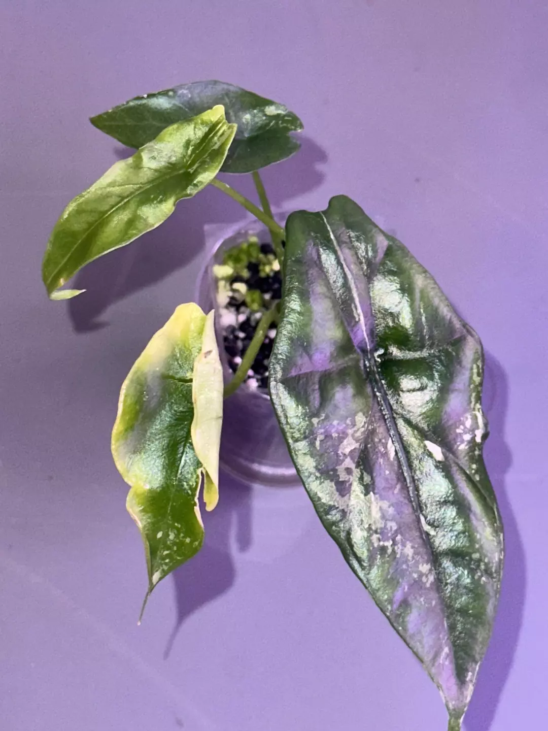 Simpo Albo thumbnail