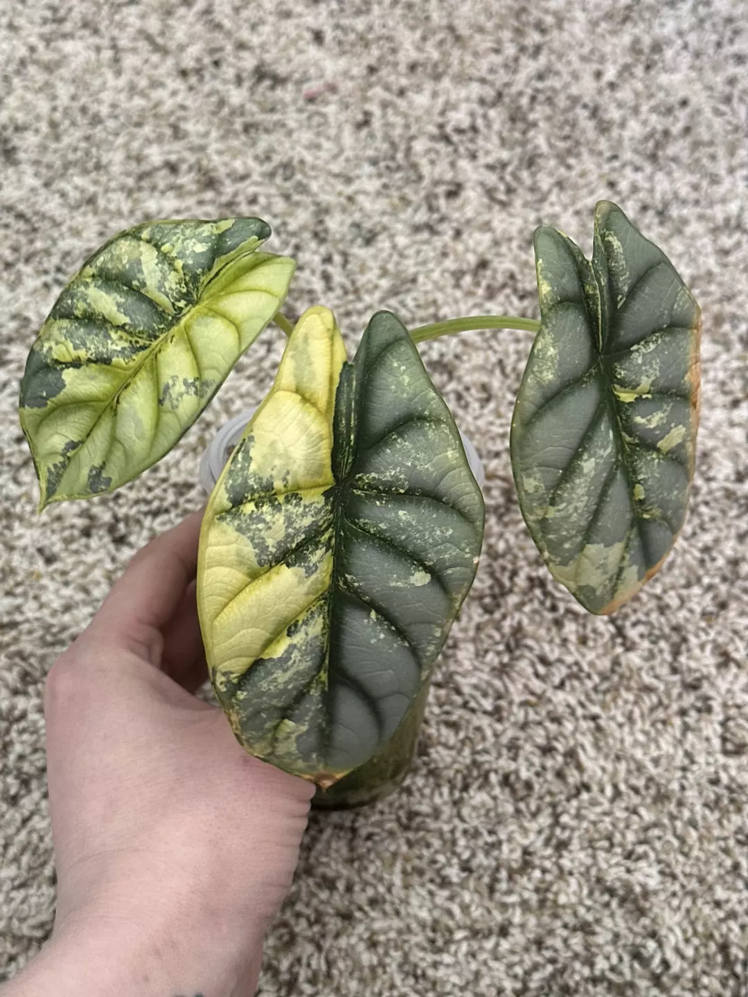 Silver dragon Aurea CORMS thumbnail