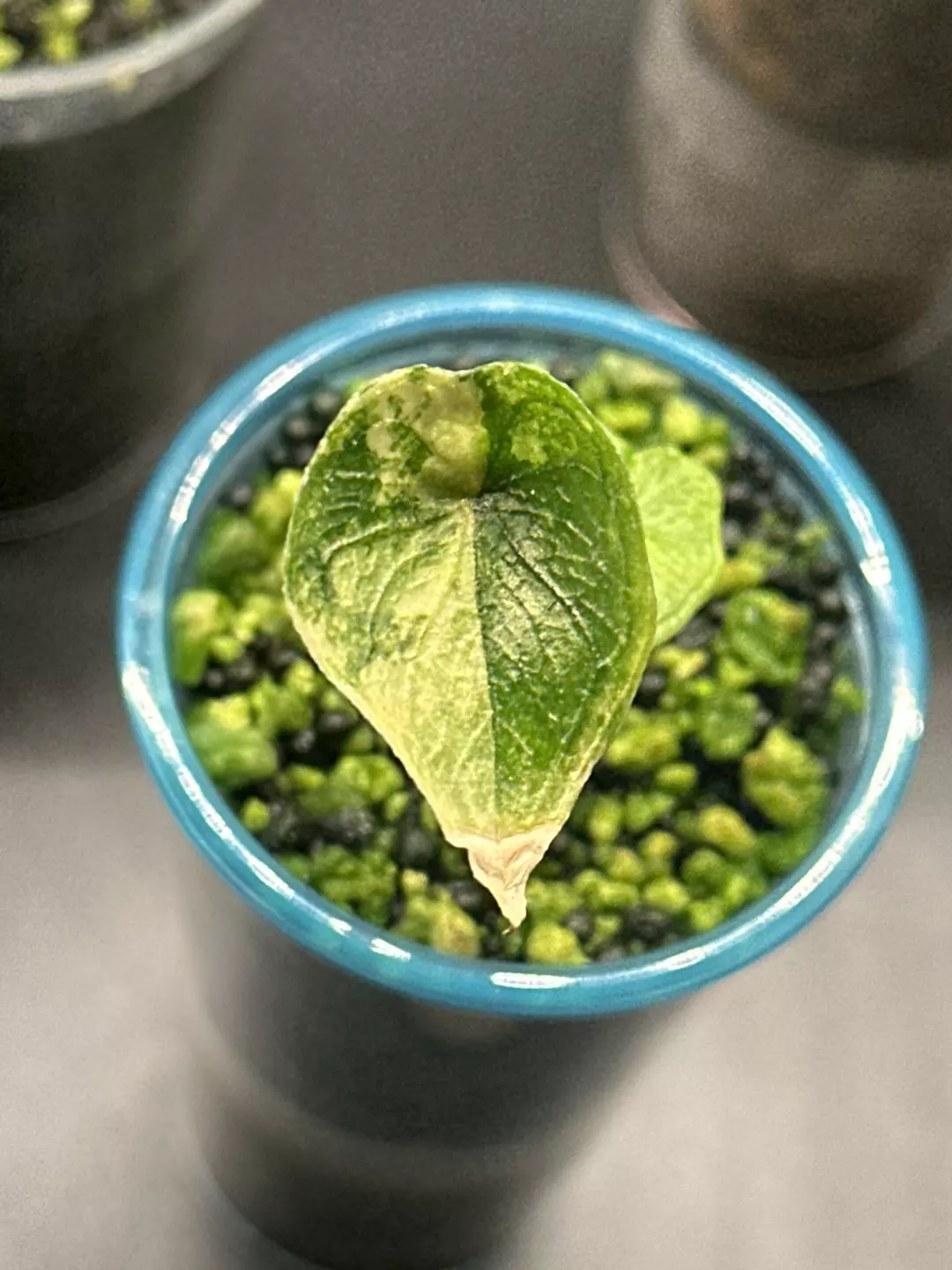 Aurea Jacklyn pup thumbnail