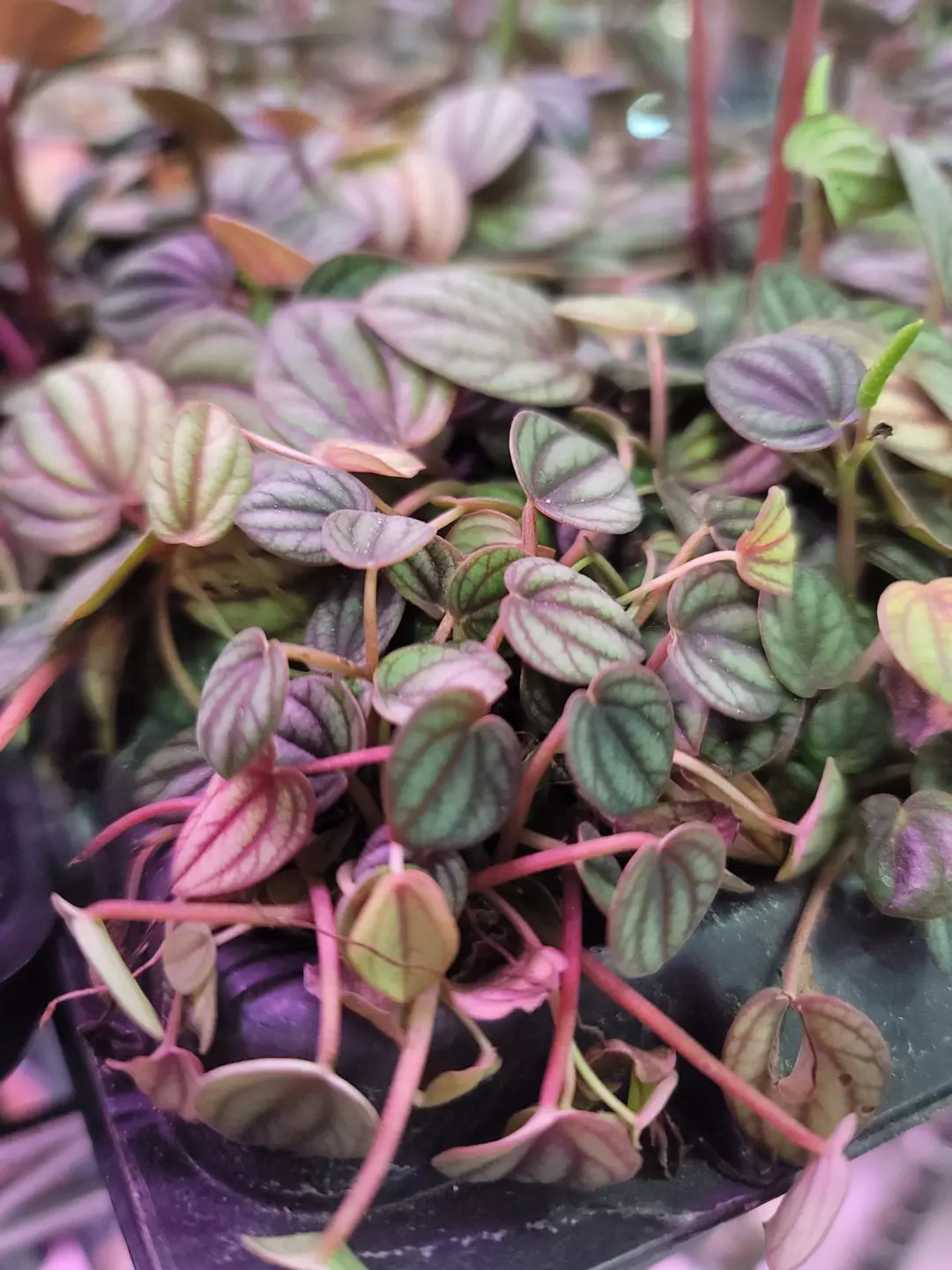 Pepperomia piccolo gc plug thumbnail