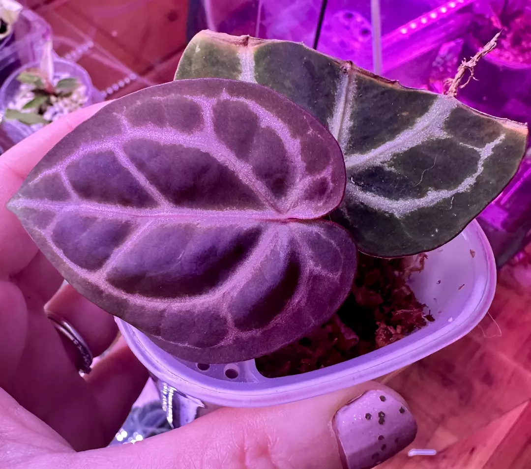 Anthurium Tim Anderson Memorium thumbnail