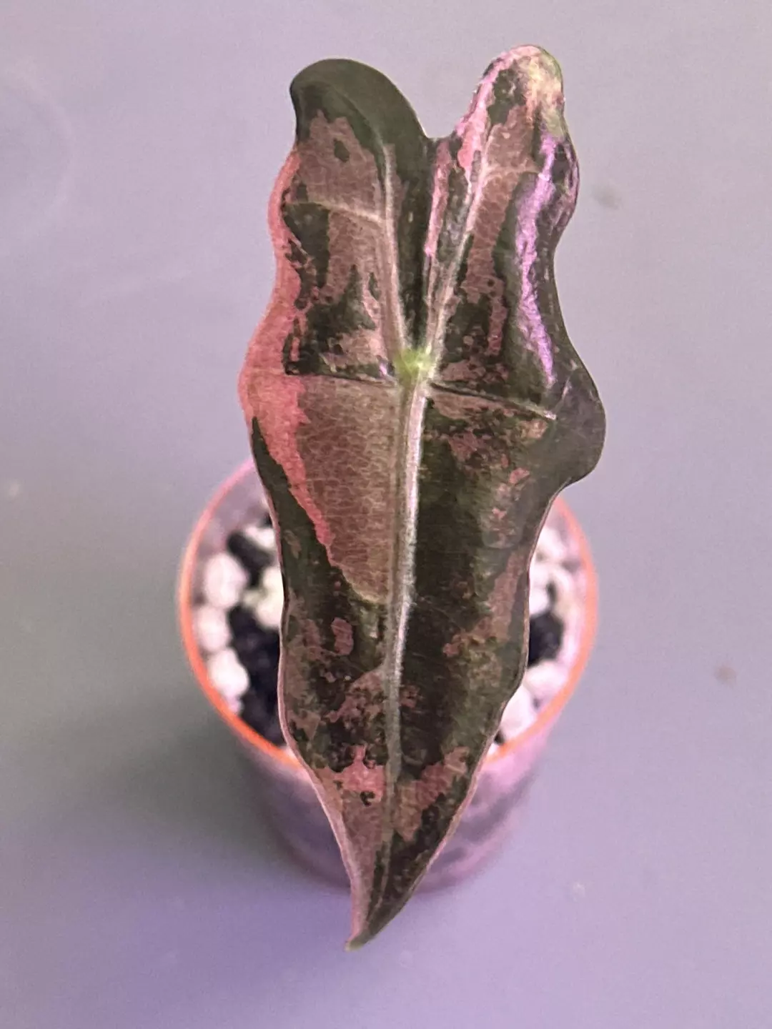 Nobilis Pink K pup thumbnail