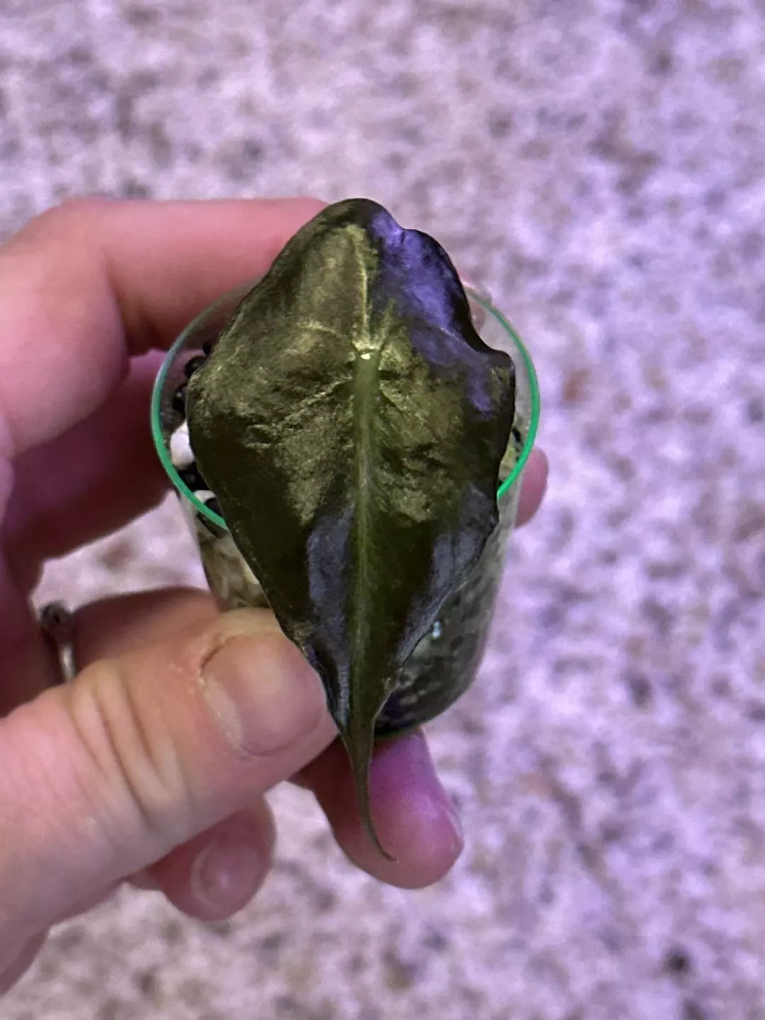 Venom from corm thumbnail