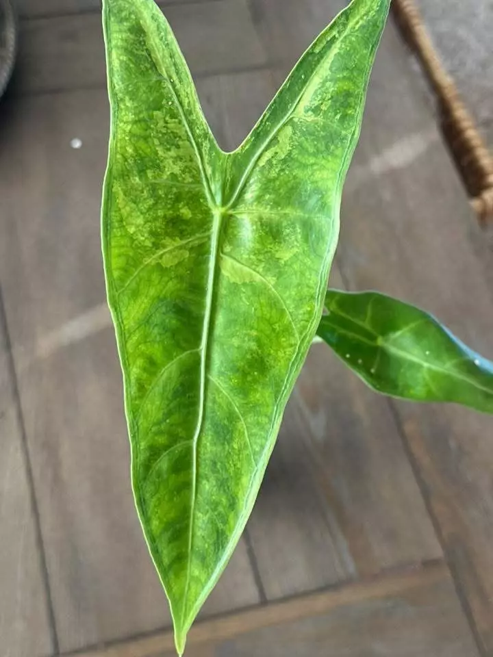 Longiloba Albo CORM thumbnail