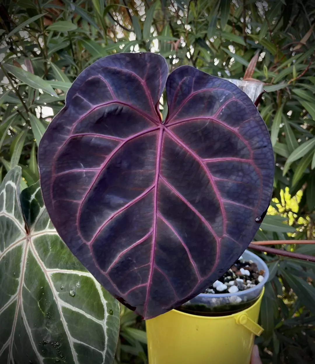 NSE RC X DocBlock 0605 thumbnail