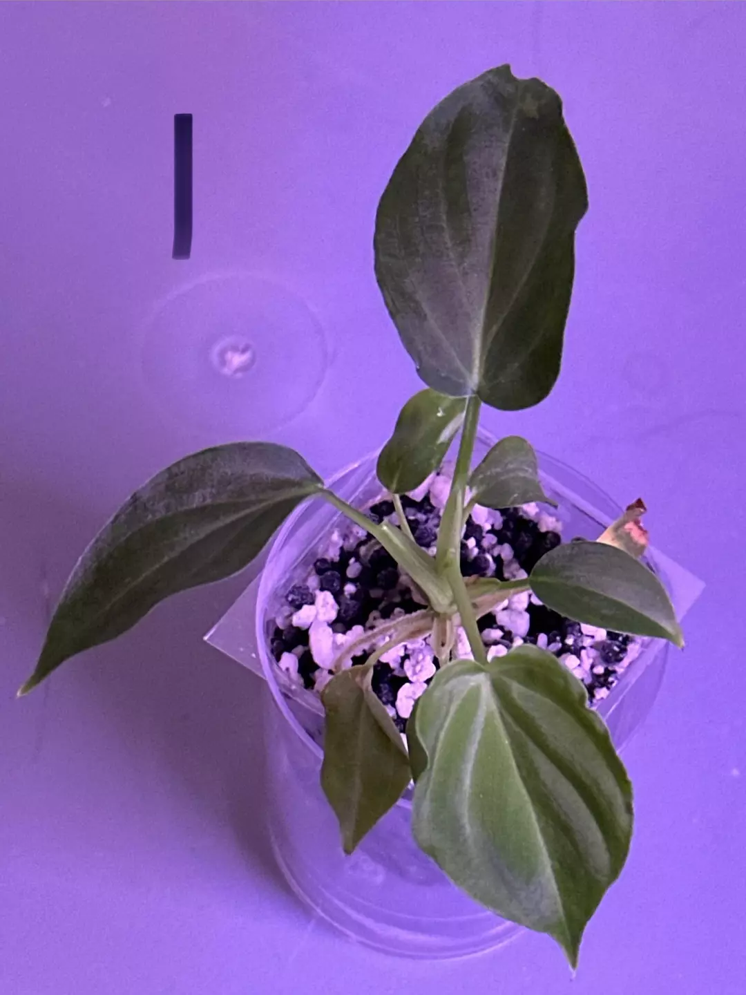 🦄Verrucosum GOG✨ thumbnail