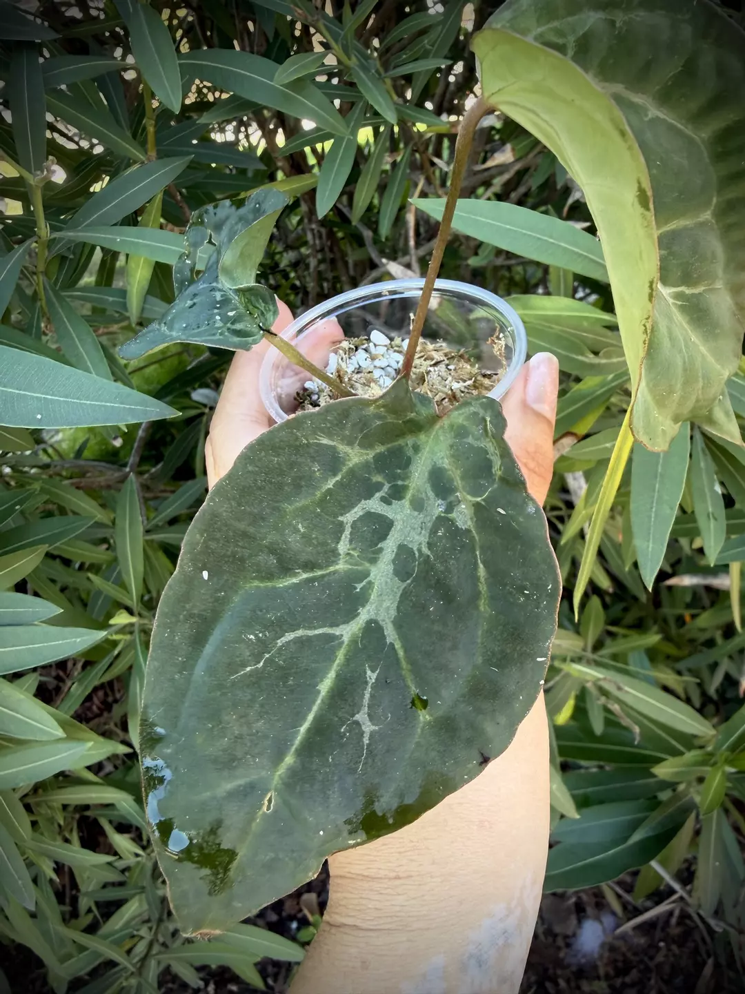 Var RC X BVEP 0002 thumbnail