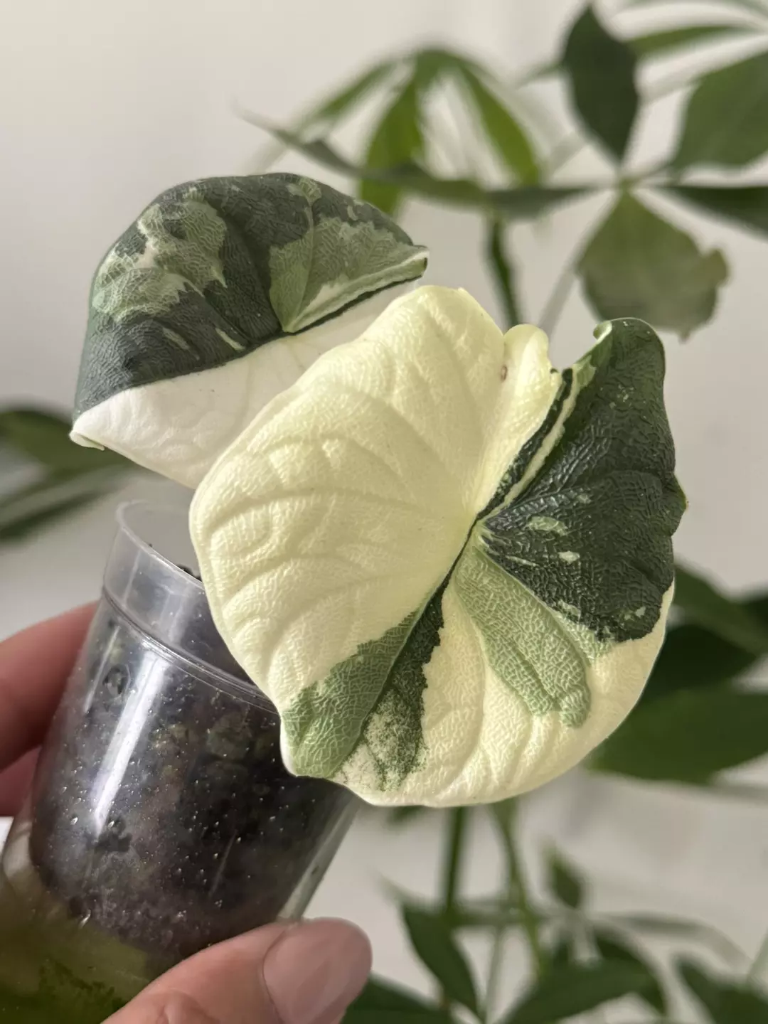 Corms - Melo Albo thumbnail