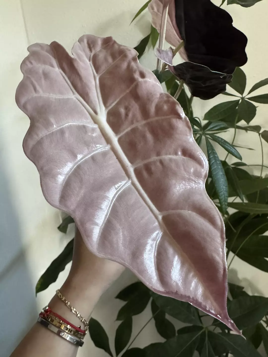 Corms - Chant Pink thumbnail