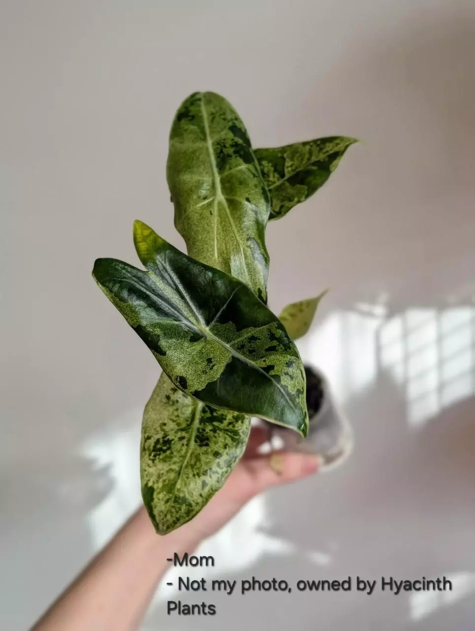 Black Satun Lemon Starburst CORM thumbnail