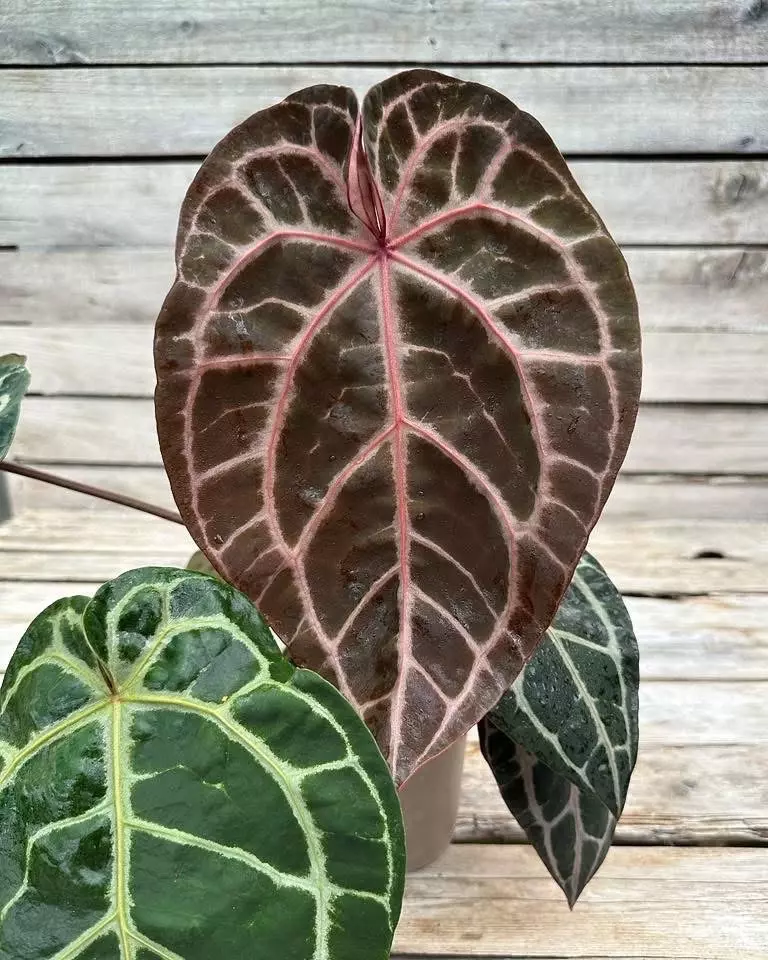 Home Sweet Home x Zara 0613 thumbnail