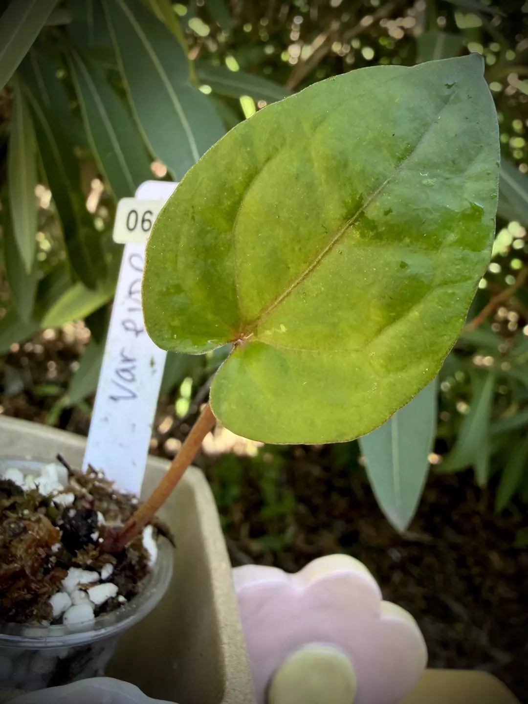 Mint RVDP 0609 thumbnail