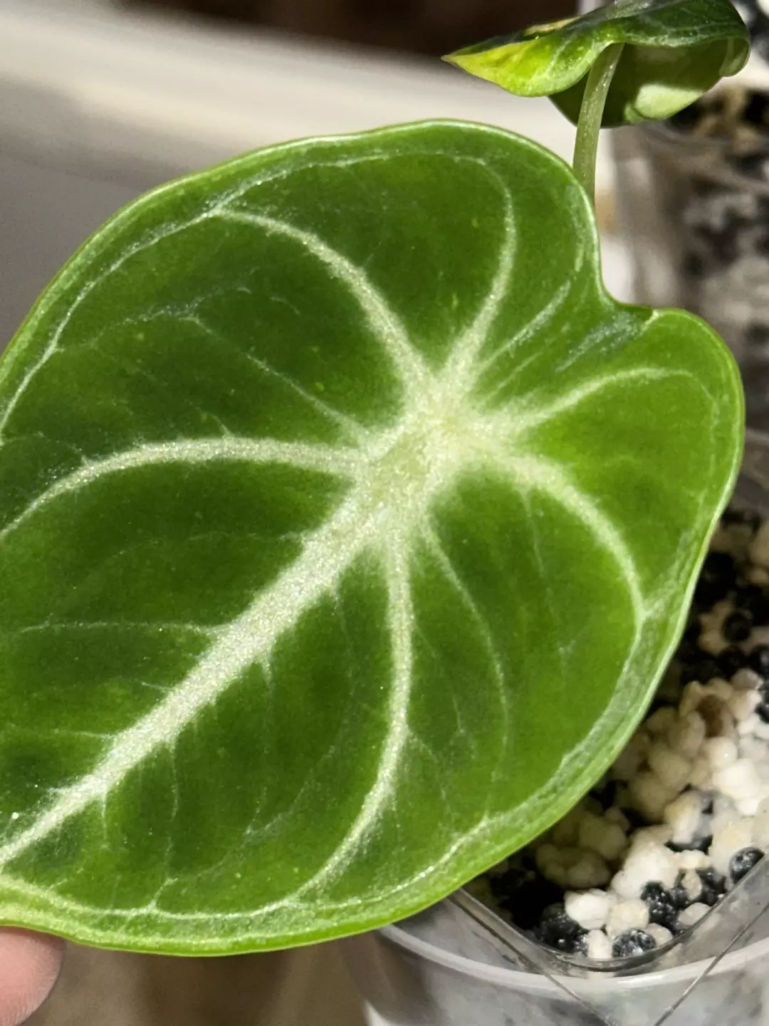 Ninja pups from var mother thumbnail