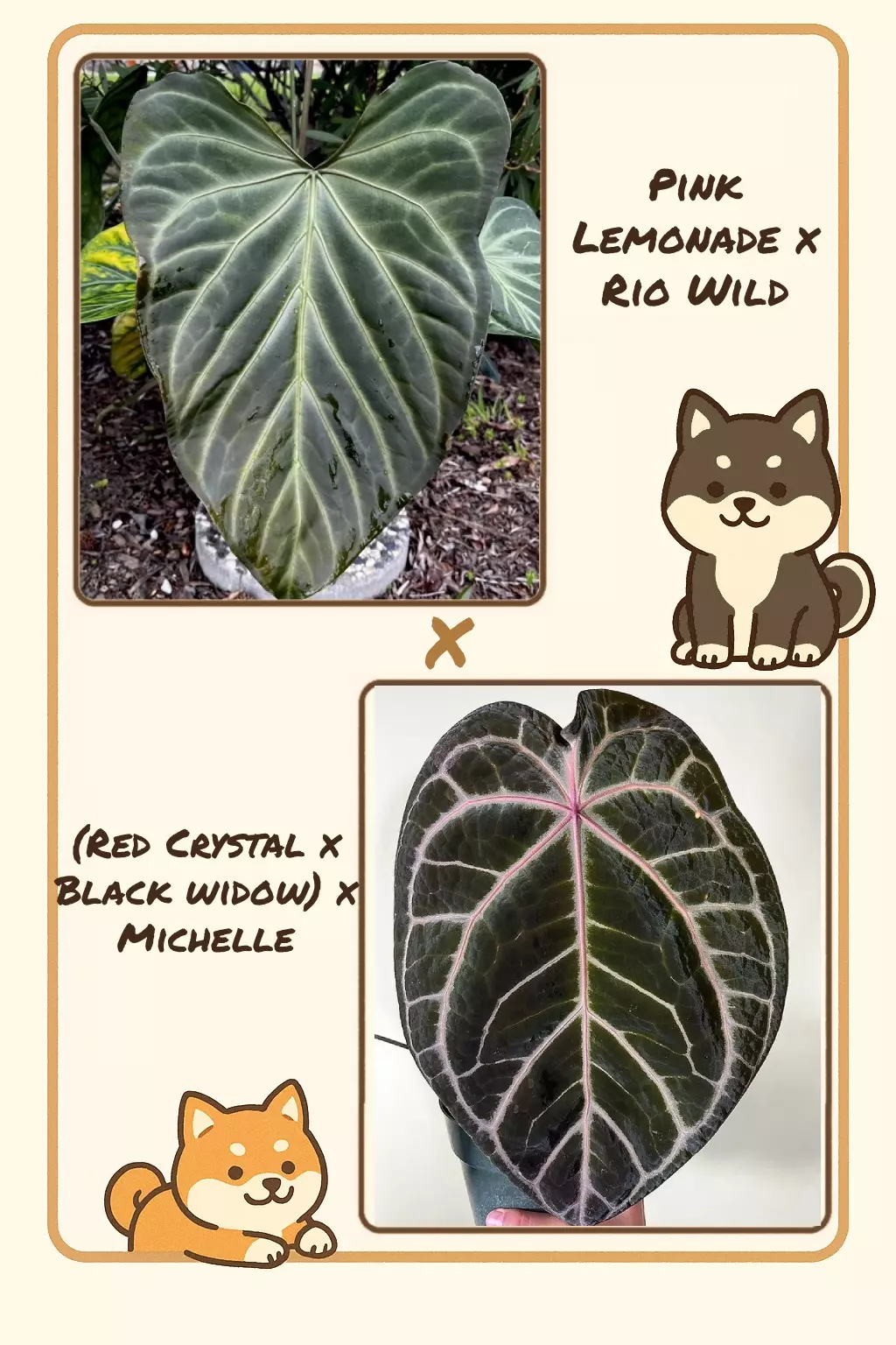 x2 Germinated Seeds (Pink Lemonade x Rio Wild) X ((Red Crystal x Black Widow) x Michelle) thumbnail