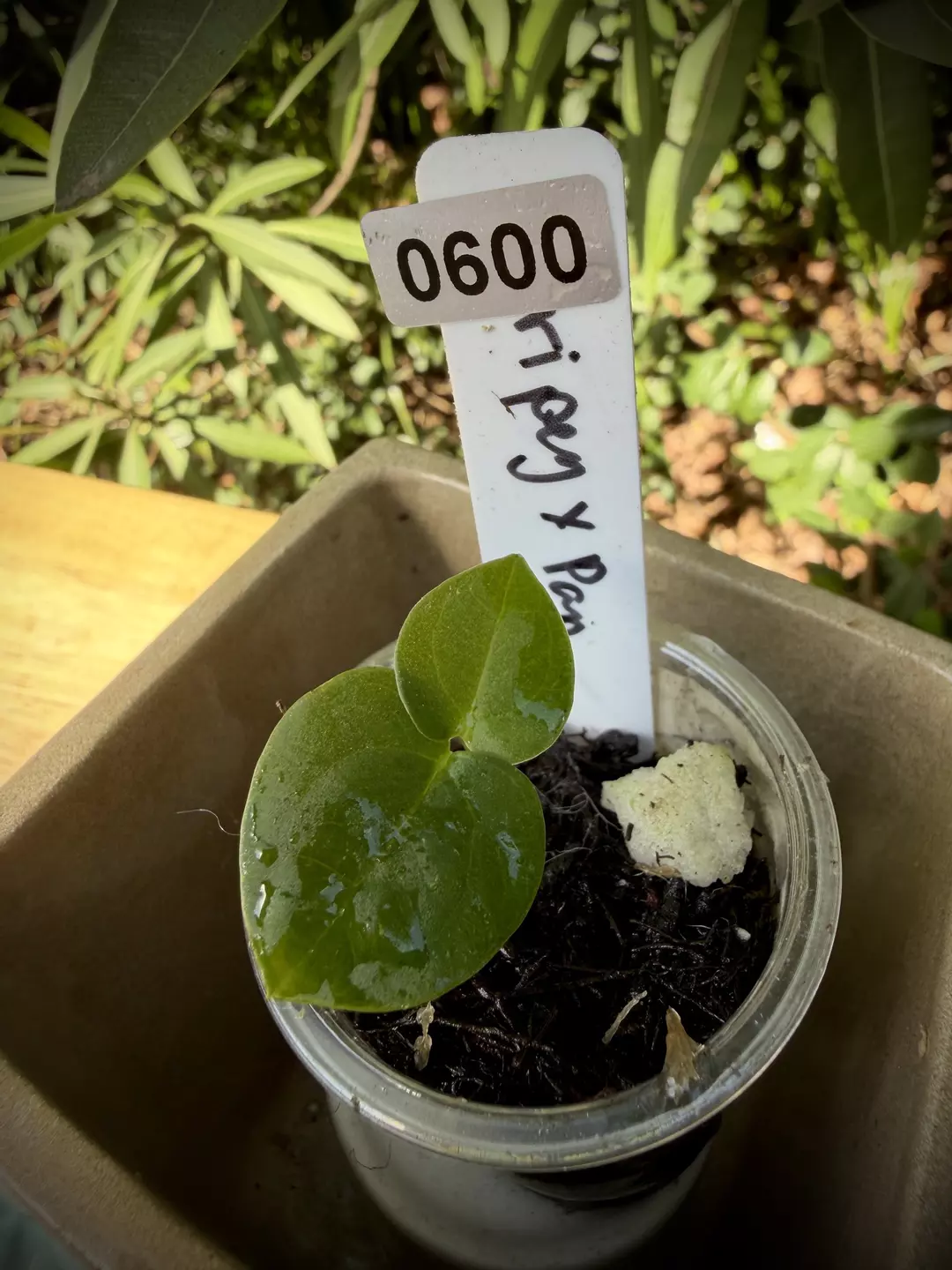 Stripey x Pap 0600 thumbnail