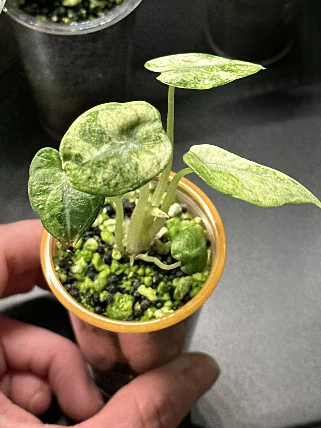 Ninja tricolor  thumbnail