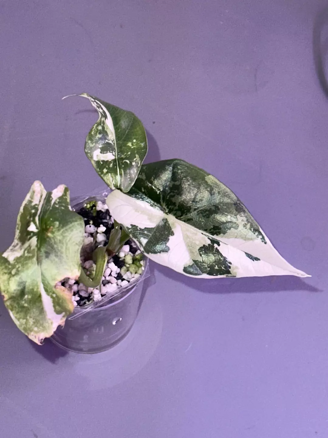 Simpo Albo thumbnail