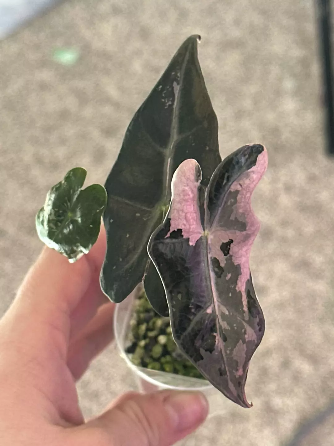 Nobilis Pink K thumbnail