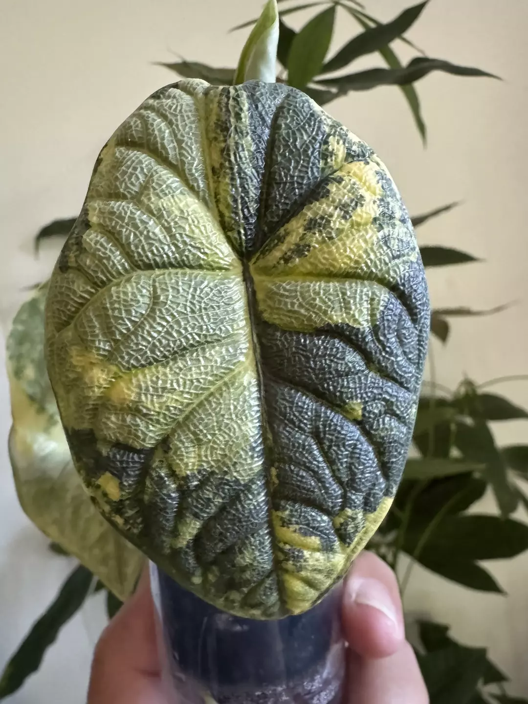 Corm - Melo Aurea thumbnail