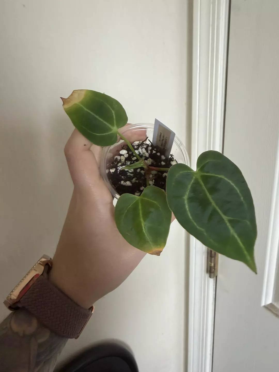 Anthurium (dark Crystal x mag) x (pap x (SKG mag x Crystal) #2 thumbnail