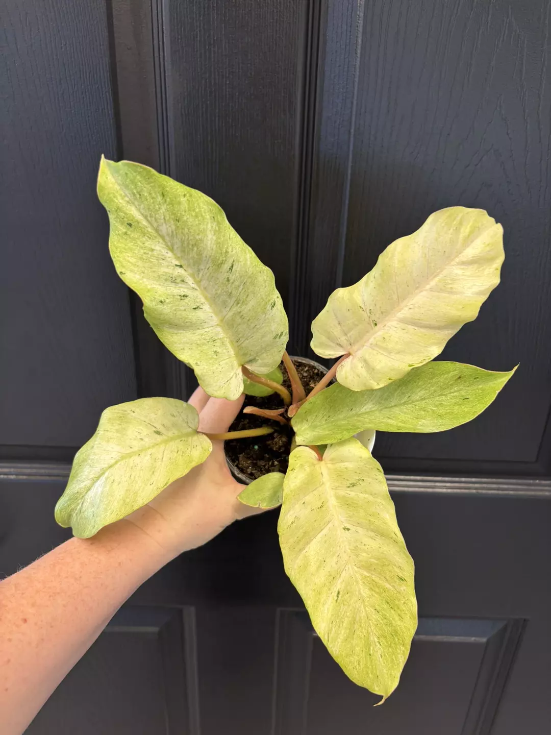 Philodendron snowdrift  thumbnail