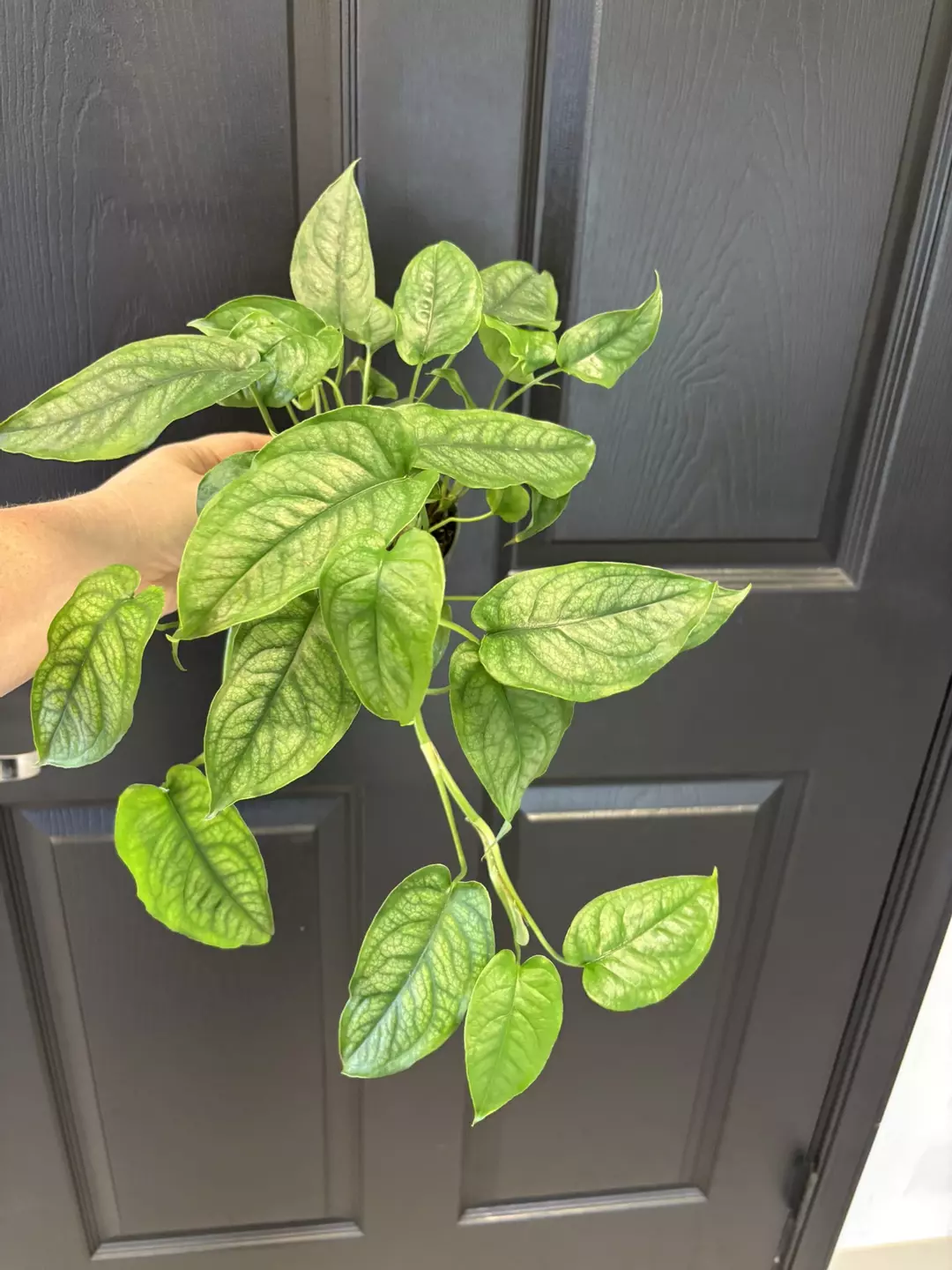 Monstera siltepecana thumbnail