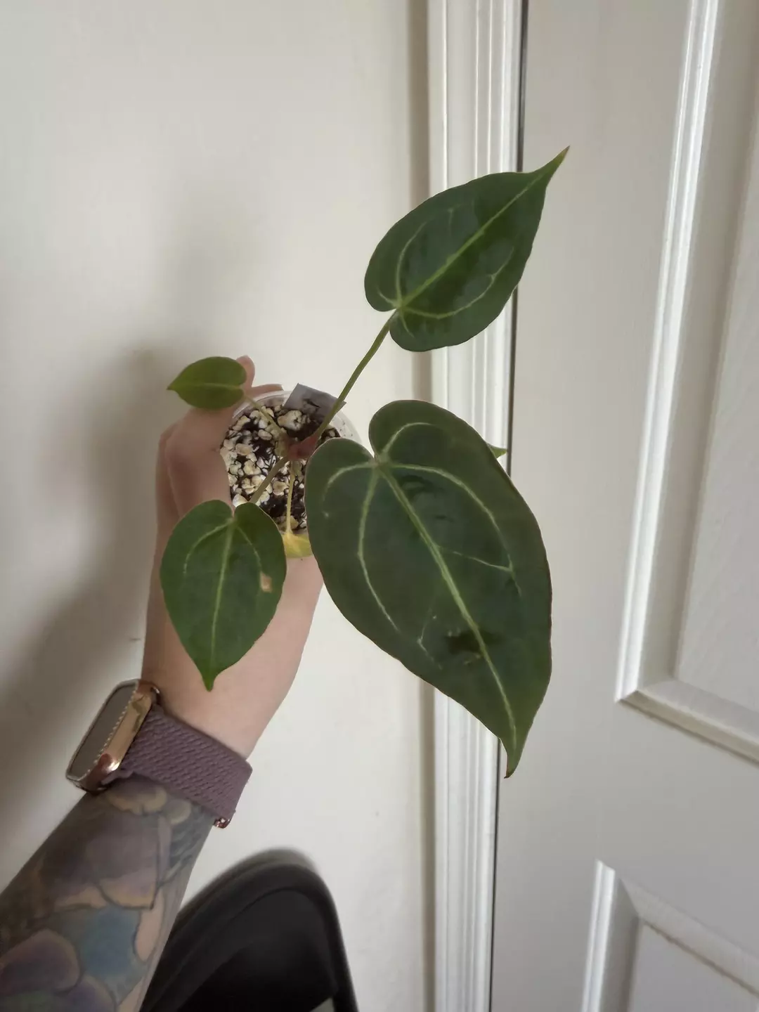 Anthurium Red Crystal x Caycee #6 thumbnail