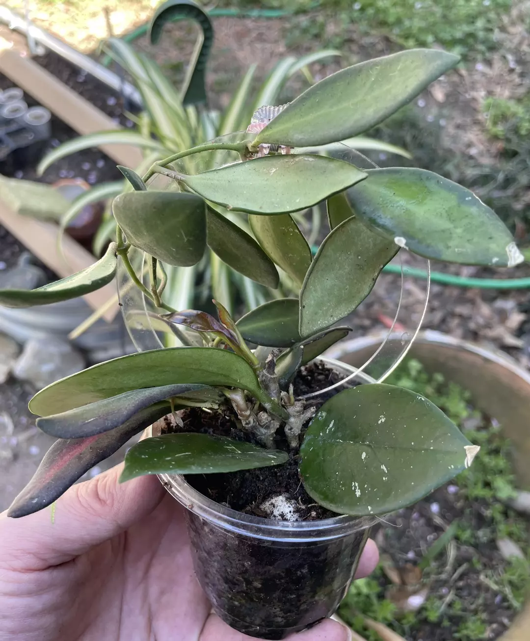 Mixed Hoya Pot with trellis thumbnail