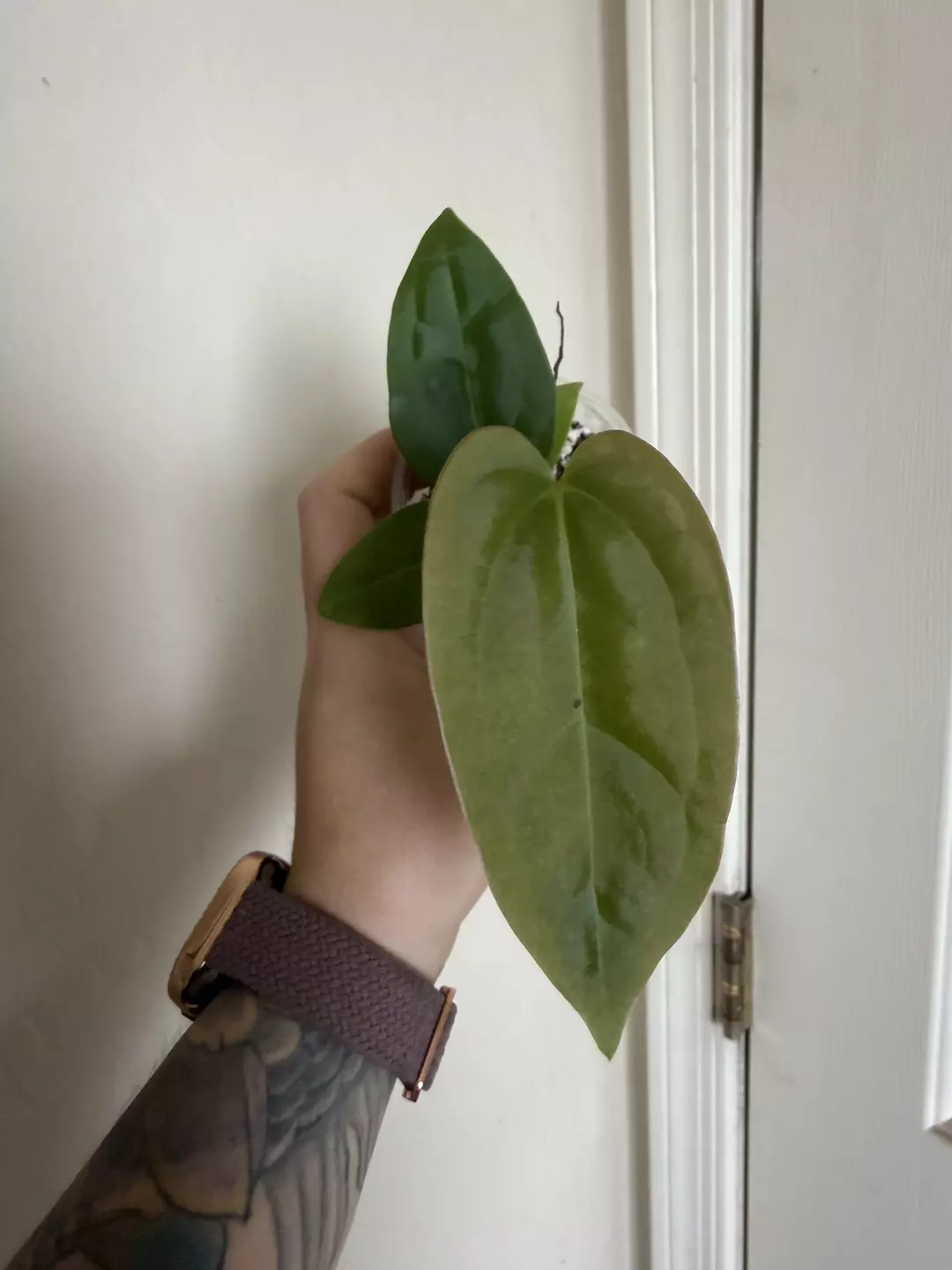 Anthurium Justin x Eastern Dress. #65 thumbnail