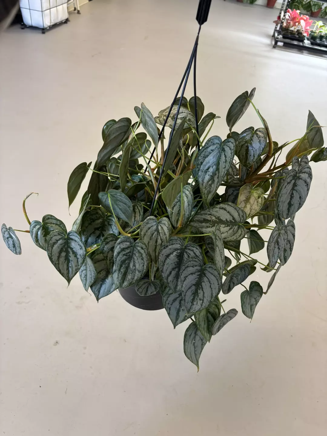 Philodendron Brandi HB  thumbnail