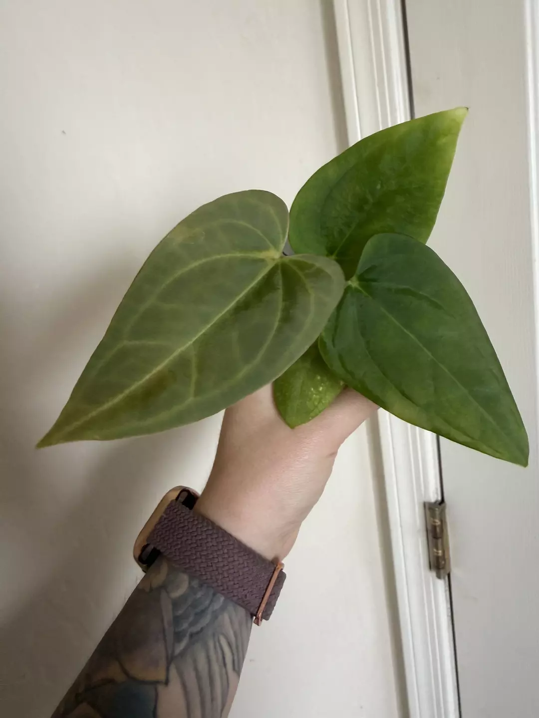 Anthurium Justin x Eastern Dress #99 thumbnail