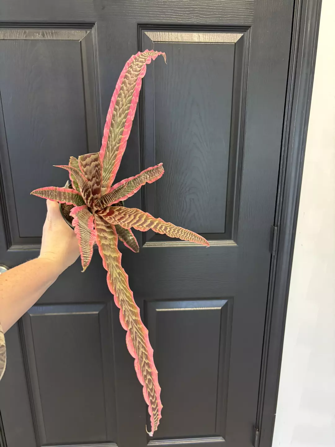 Bromeliad  thumbnail