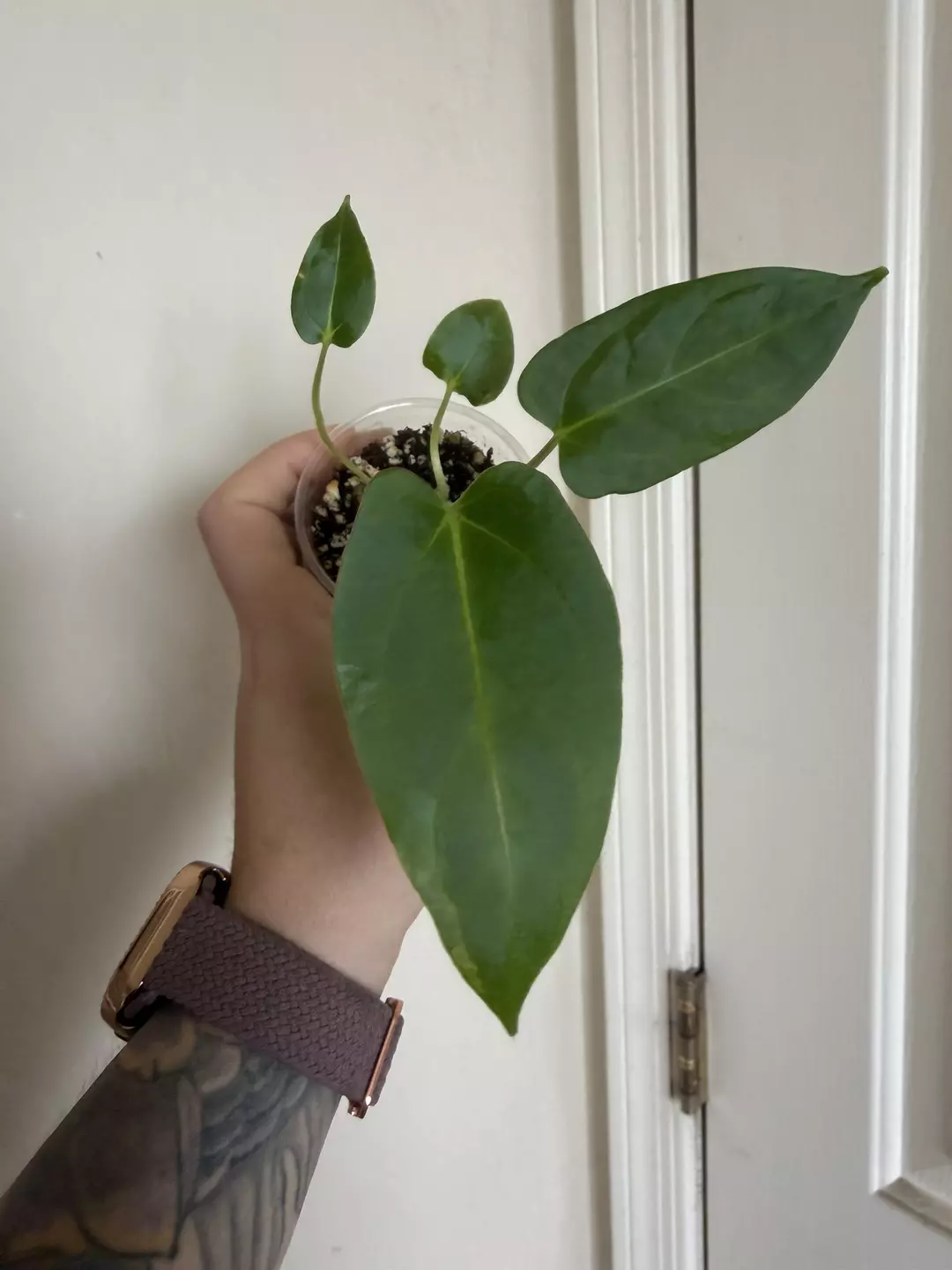 Anthurium NOID x (Subsig x pap) #89 thumbnail