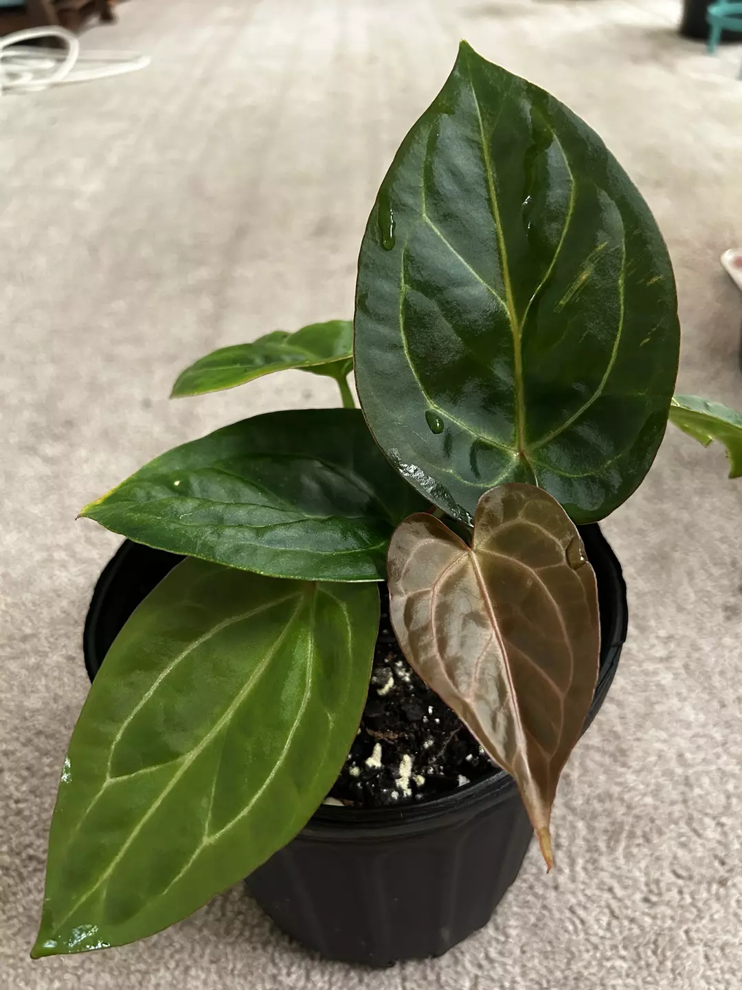 Anthurium ((Crystal x Mag) x Subsignatum x Red Crystal) thumbnail