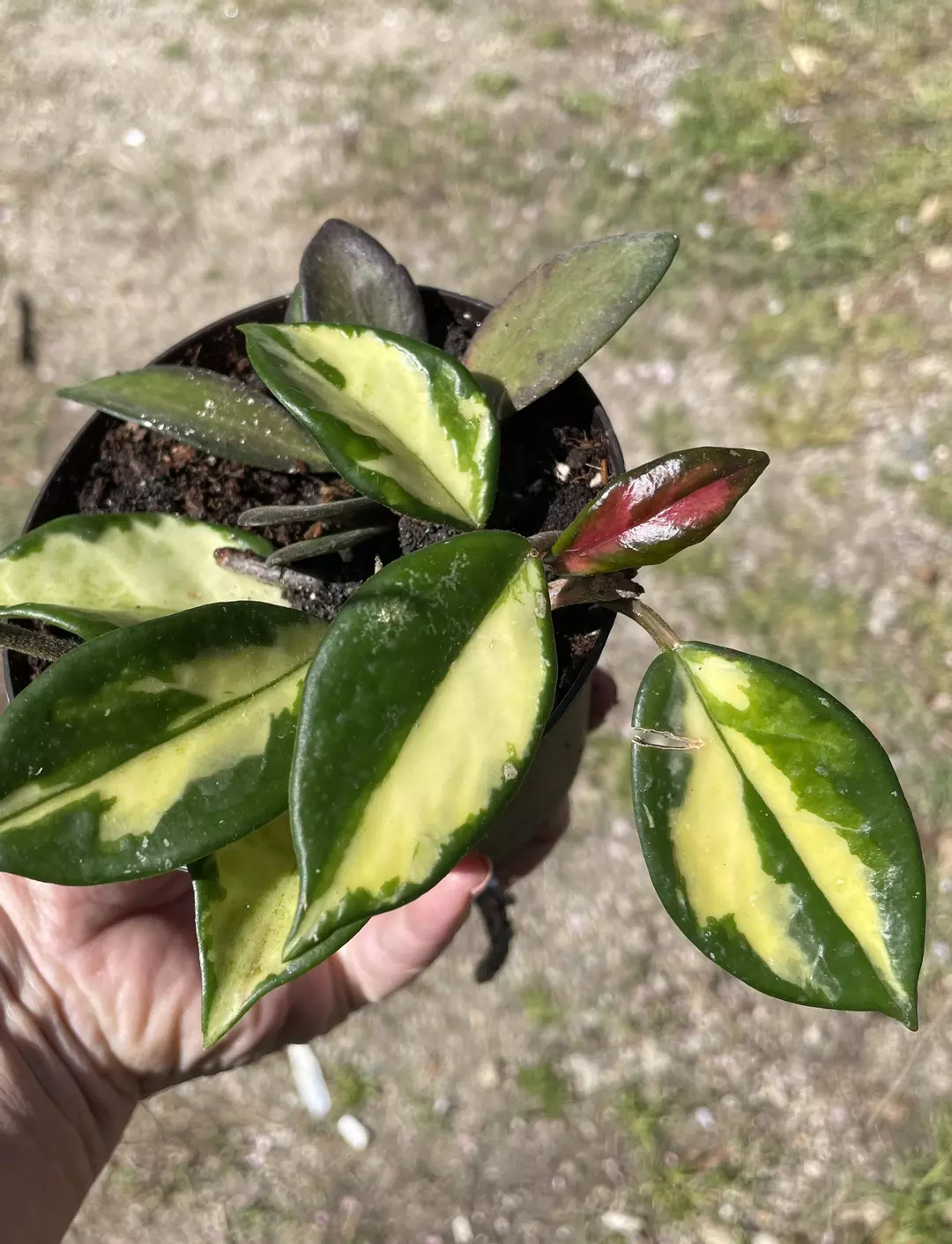 Hoya Crimson Queen & Burtoniae thumbnail