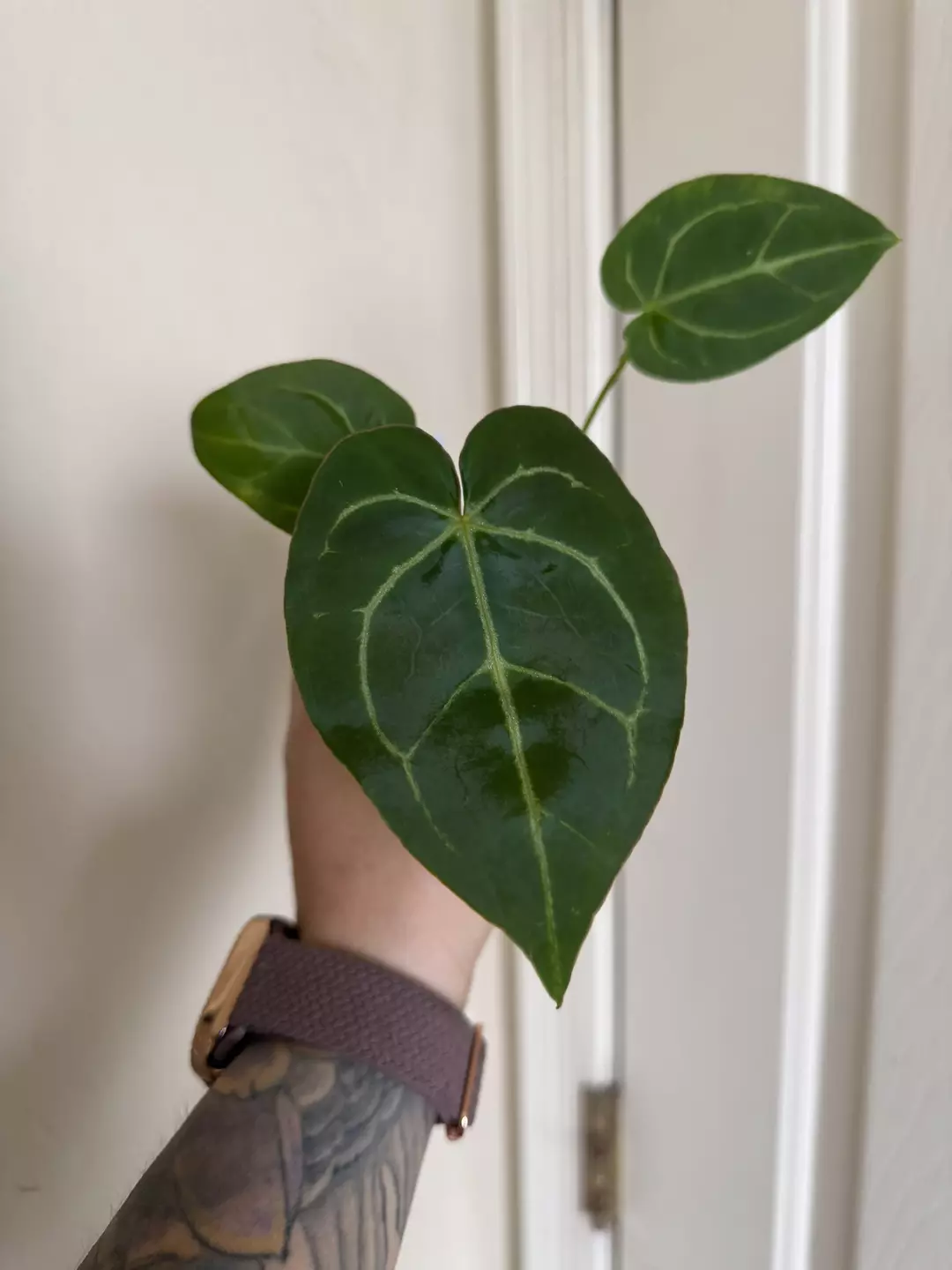 Anthurium (dark Crystal x mag) x (Pap x (SKG mag x Crystal) #37 thumbnail