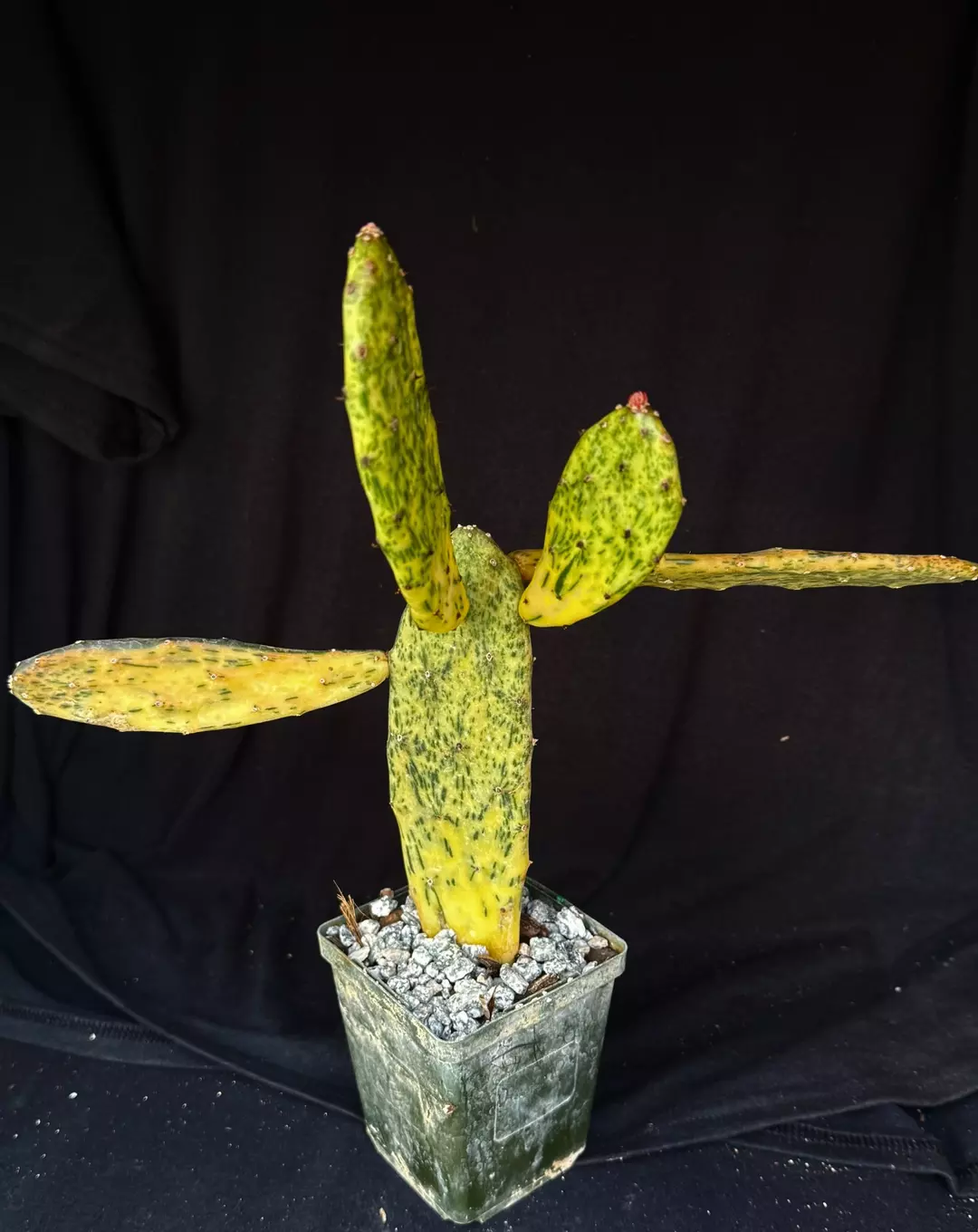 Opuntia “Sunburst” variegata thumbnail