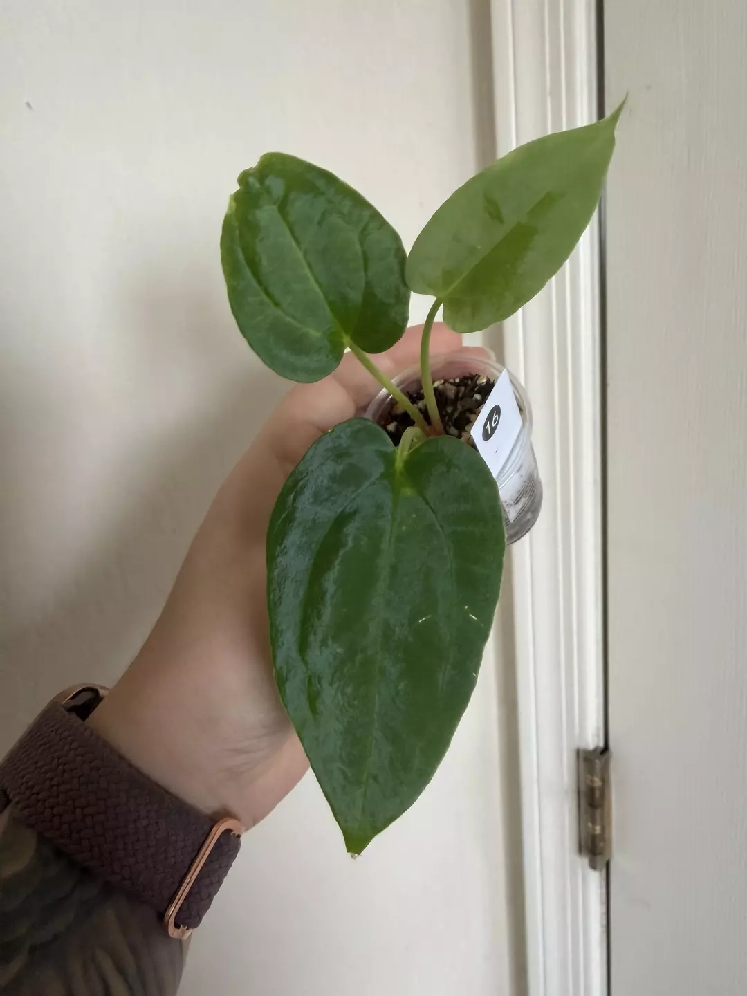 Anthurium (Fort Sherman x BVEP) S1 #16 thumbnail