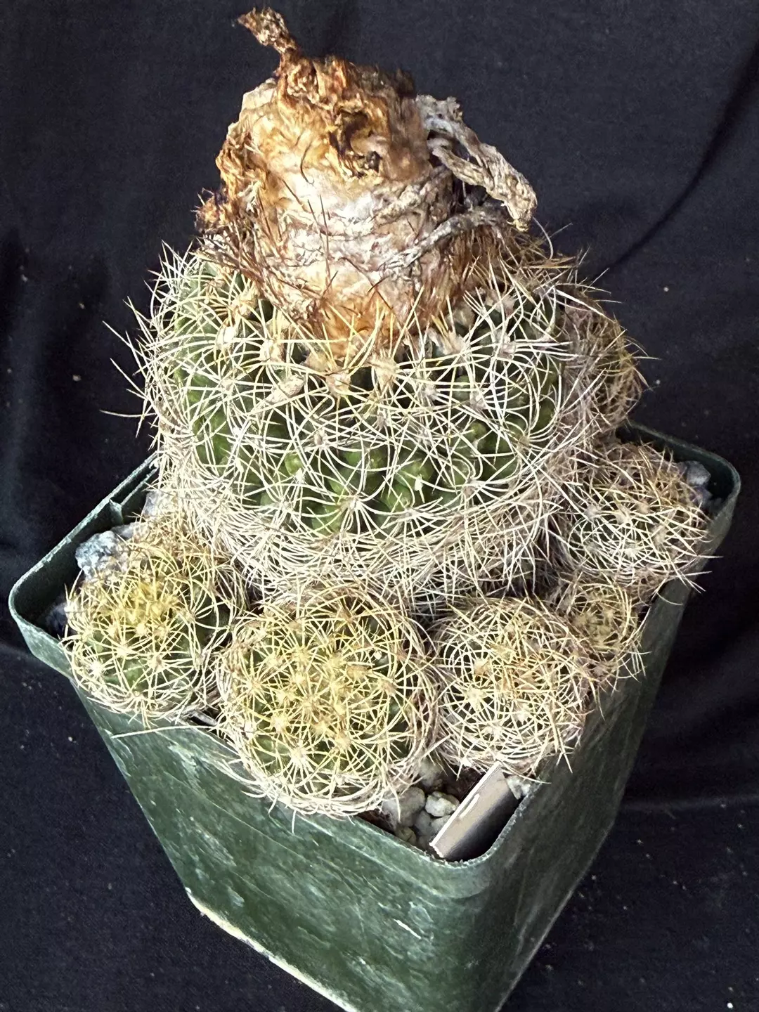 Discocactus araneispinus thumbnail