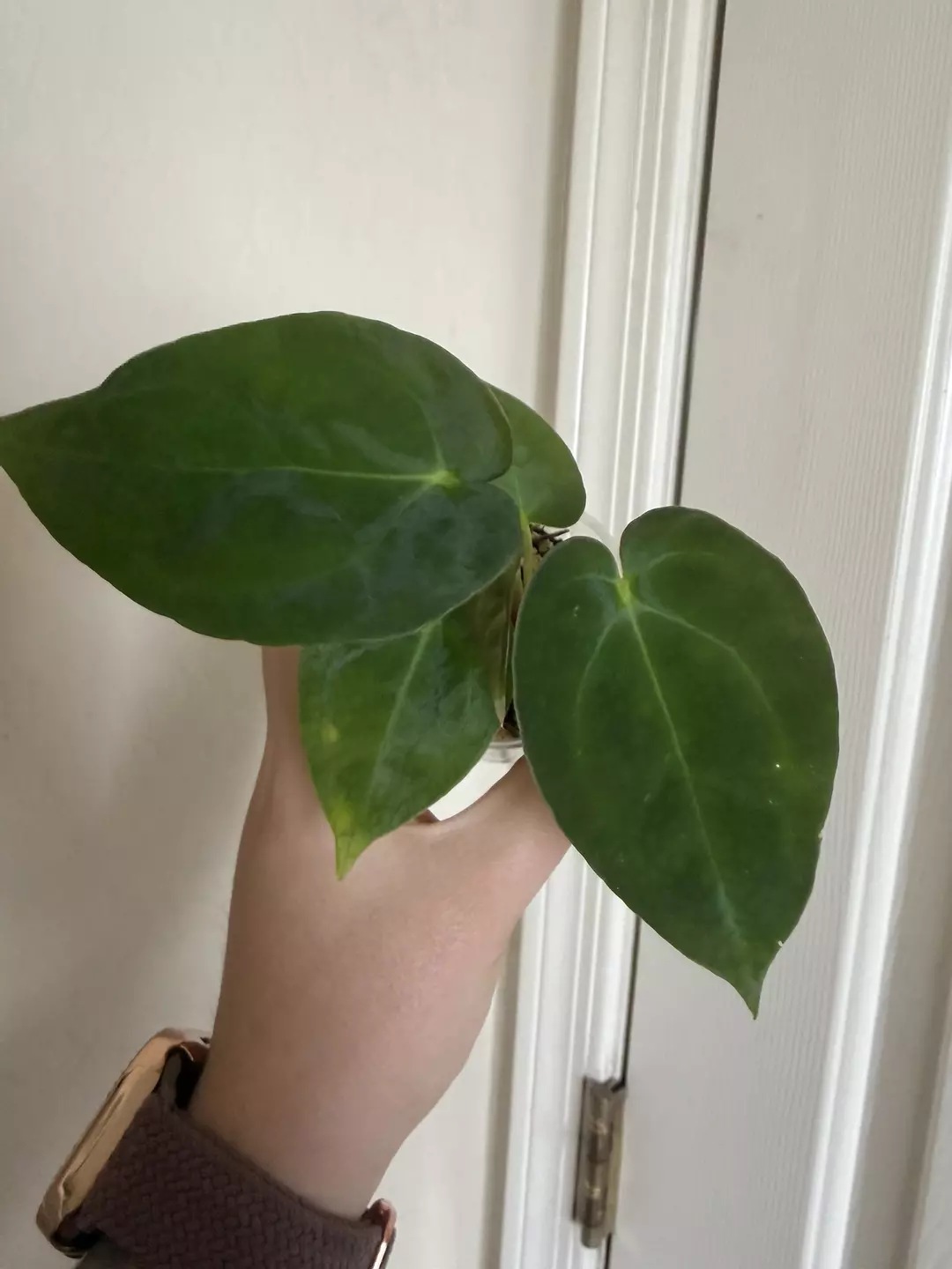 Anthurium (FS S1 x BVEP) x self #84 thumbnail