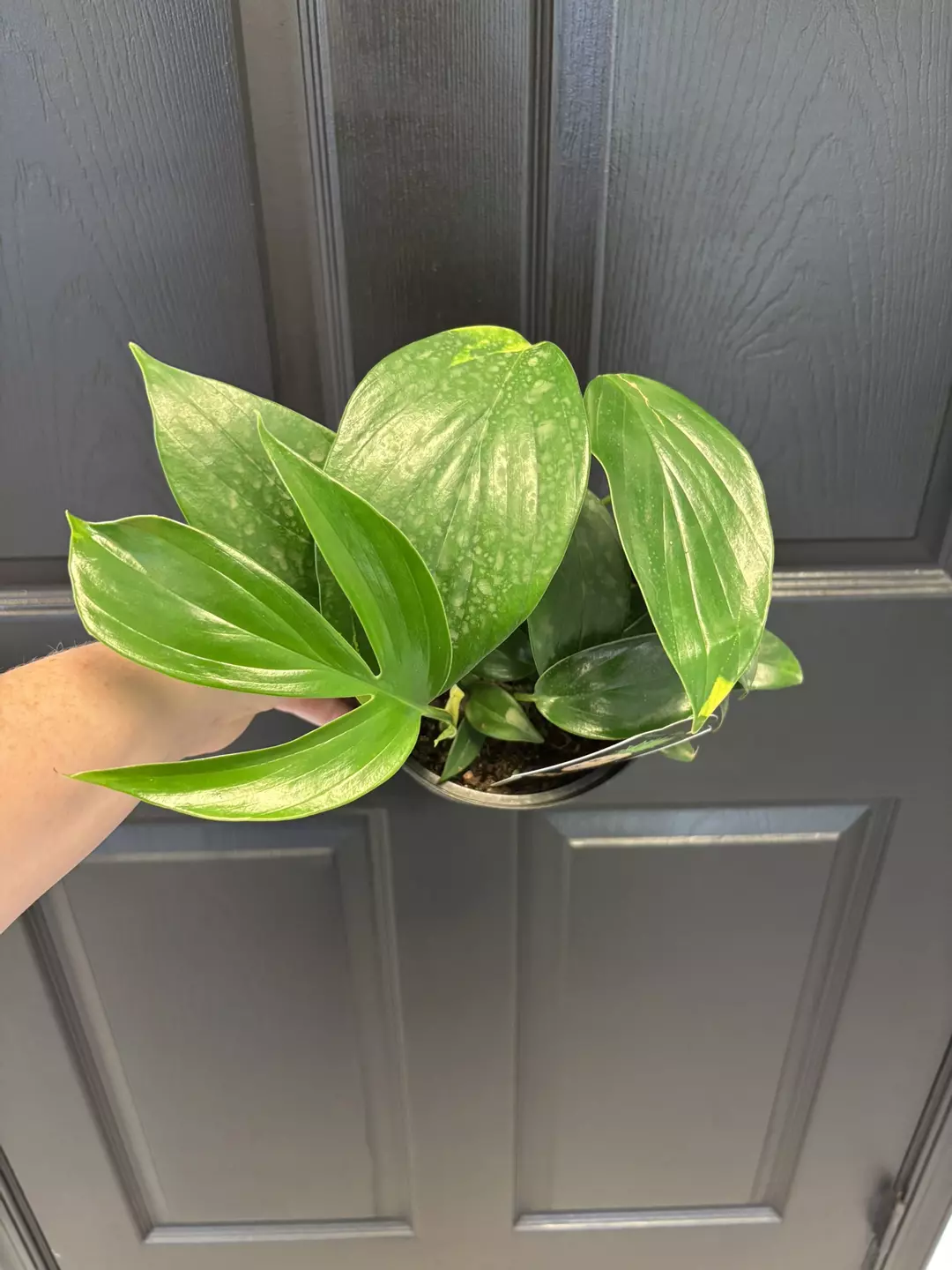 Philodendron Dragon Tail  thumbnail